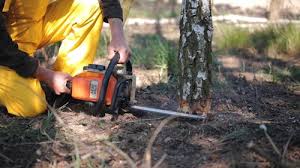 Why Choose Our Tree Removal Services in Douglas, MI?